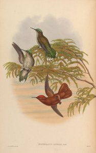 Eustephanus leyboldi = Sephanoides fernandensis leyboldi door John Gould